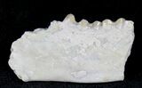 Oligocene Ruminant (Leptomeryx) Jaw Section #21125-1